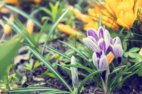 Beautiful spring violet white and yellow flowers crocuses on bok Stock photo © artsvitlyna