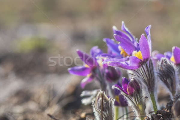 Stock photo: Beautiful spring violet flowers background. Eastern pasqueflower