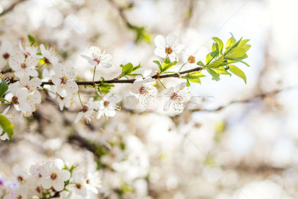 Spring background art with white cherry blossom. Beautiful natur Stock photo © artsvitlyna