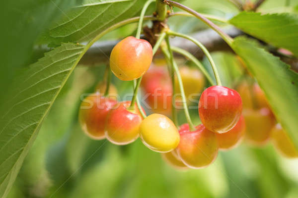 Fragrant ripe juicy merry on a tiny branch with green leaves. Cl Stock photo © artsvitlyna