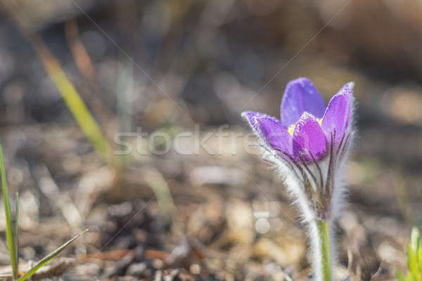 Oriental flor pradera azafrán hermosa primavera Foto stock © artsvitlyna