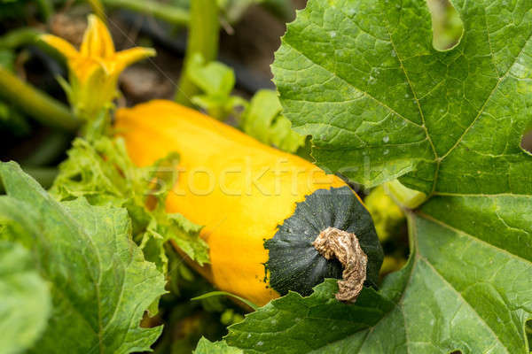 Yellow squash in the garden Stock photo © artsvitlyna