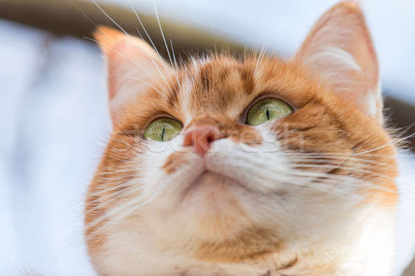 Stockfoto: Portret · gesneden · grappig · kat · ondiep