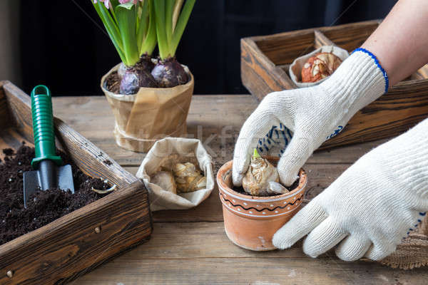 Gardening and planting concept. Woman hands planting hyacinth in Stock photo © artsvitlyna