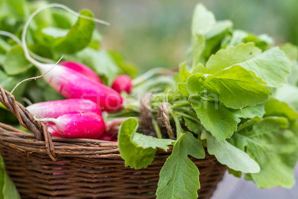 Bunch of radishes in a wicker basket Stock photo © artsvitlyna