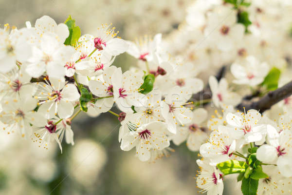 Spring background art with white cherry blossom. Beautiful natur Stock photo © artsvitlyna