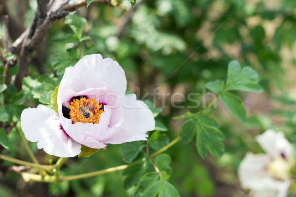 Abeja néctar hermosa rosa flor primavera Foto stock © artsvitlyna