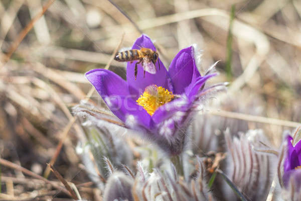 Hermosa primavera flores abeja néctar oriental Foto stock © artsvitlyna