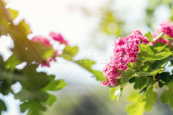 Beautiful pink hawthorn blossom Stock photo © artsvitlyna