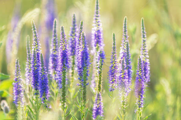зеленый сочный трава нежный синий цветы Сток-фото © artsvitlyna