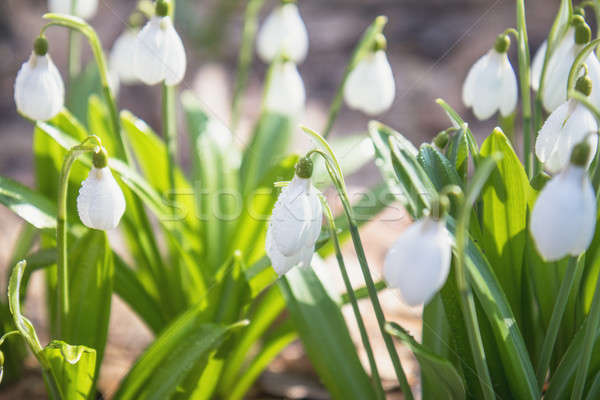 Tender snowdrops in the spring forest on a sunny day. Beautiful  Stock photo © artsvitlyna