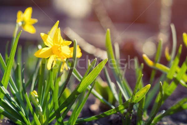 Yellow blooming daffodil. Sunny day. It rains in sunny day. Low  Stock photo © artsvitlyna