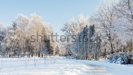 Foto stock: Primeiro · neve · cidade · parque · árvores · fresco