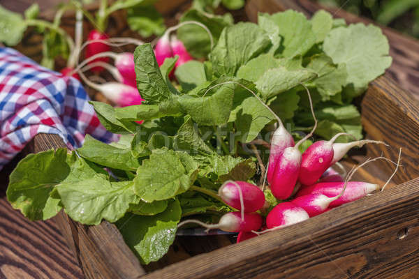 Bunch of fresh radishes in a wooden box outdoors on the table. B Stock photo © artsvitlyna