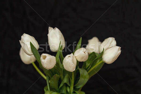 Many white tulips on black surface. Beautiful romantic backgroun Stock photo © artsvitlyna