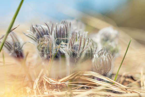 Prairie crocus, cutleaf anemone Stock photo © artsvitlyna