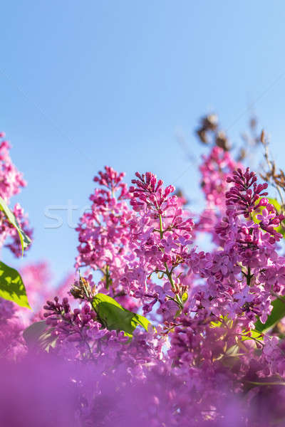 ストックフォト: ライラック · ブランチ · 青空 · 紫色 · 花 · 美しい