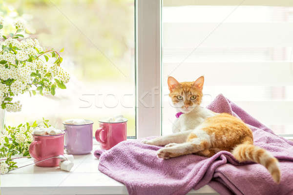 Kitty on the windowsill, cups of hot cocoa Stock photo © artsvitlyna