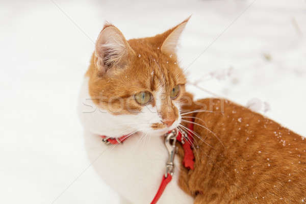 Kırmızı beyaz pisi kedi kapalı kar taneleri Stok fotoğraf © artsvitlyna