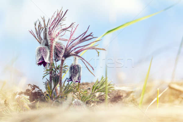 Prairie crocus, cutleaf anemone Stock photo © artsvitlyna