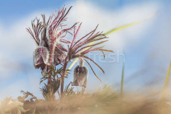 Oost prairie krokus mooie voorjaar violet Stockfoto © artsvitlyna