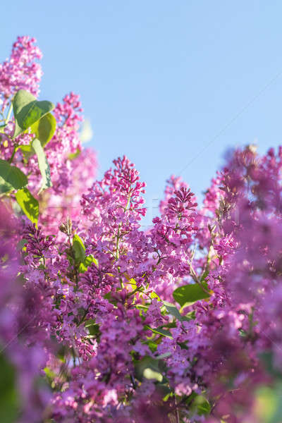 Brunch blauer Himmel lila Blumen schönen Stock foto © artsvitlyna