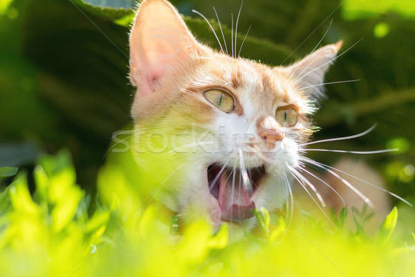 Sevimli kedi kırmızı dinlenmek bahçe yeşil Stok fotoğraf © artsvitlyna