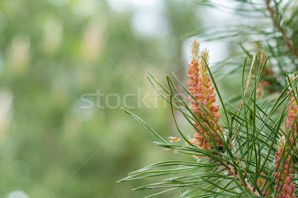 Pine tree with pine cones in the spring forest Stock photo © artsvitlyna