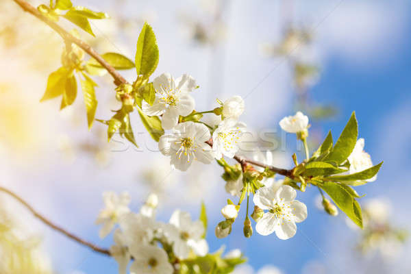 Stock photo: Spring background art with white cherry blossom