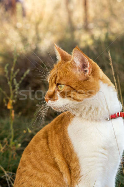 Foto stock: Bonitinho · gato · vermelho · grama · estrela