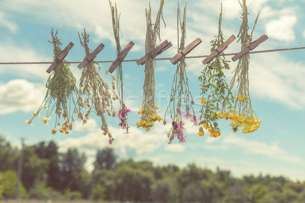 Herbs dried in the shade on a rope Stock photo © artsvitlyna