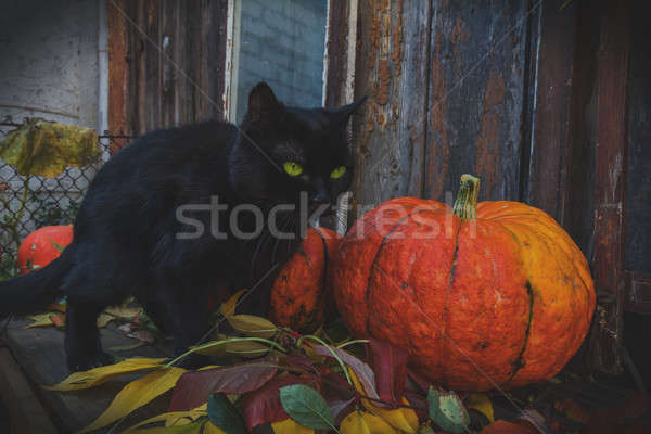 Brilhante abóboras gato preto pronto halloween laranja Foto stock © artsvitlyna