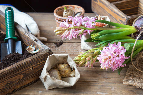 Gardening and planting concept. Woman hands planting hyacinth in Stock photo © artsvitlyna