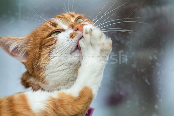Cute white-and-red cat clean the paws. Portrait funny cat close  Stock photo © artsvitlyna