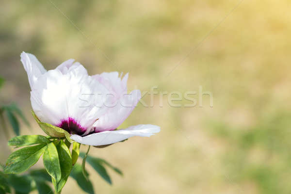 Stock photo: Beautiful pink peony