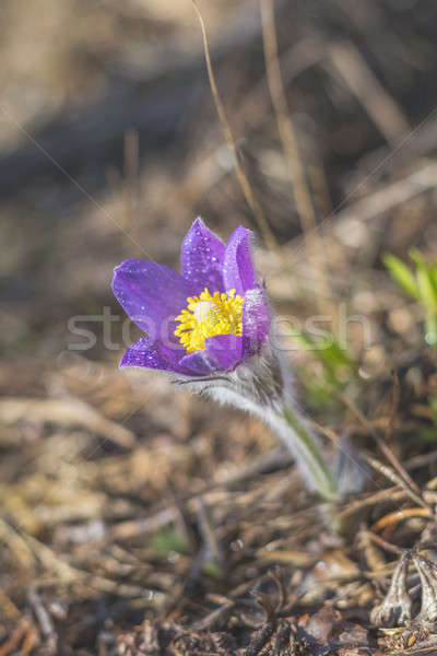 Belo primavera violeta flor pradaria açafrão Foto stock © artsvitlyna
