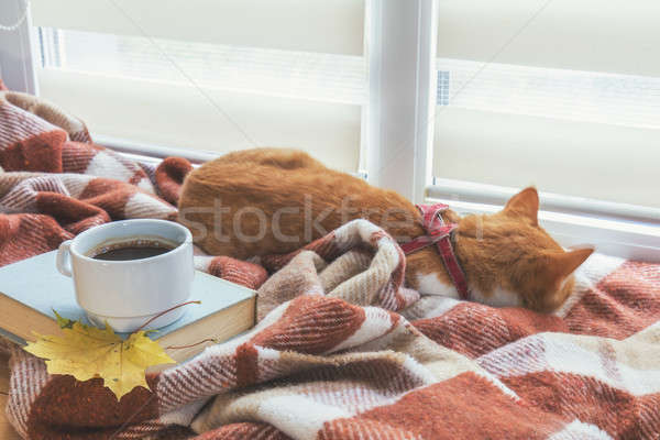 Cup of coffee, book with autumn yellow leaf and red-white cat su Stock photo © artsvitlyna