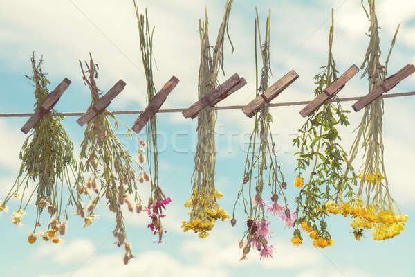 Herbs dried in the shade on a rope Stock photo © artsvitlyna