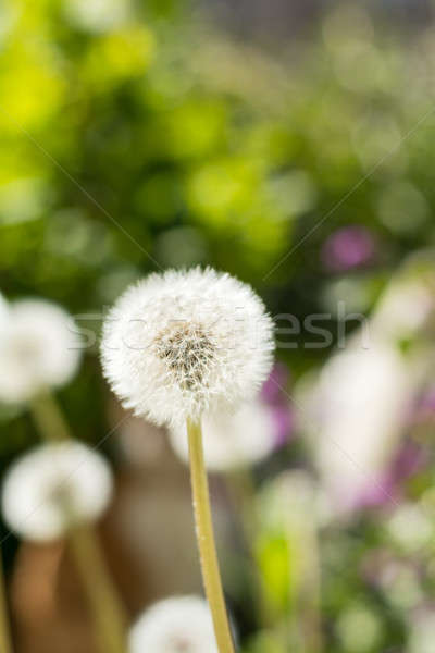 Tender white dandelions in the summer time Stock photo © artsvitlyna