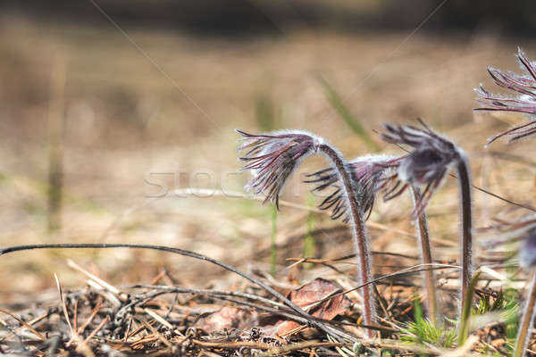 Beautiful spring with prairie crocus, cutleaf anemone Stock photo © artsvitlyna