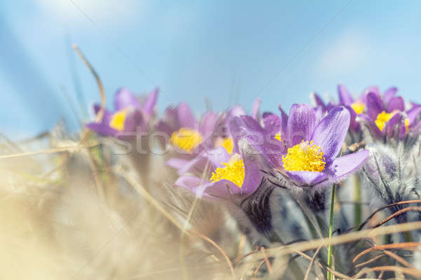 Prairie crocus, cutleaf anemone Stock photo © artsvitlyna