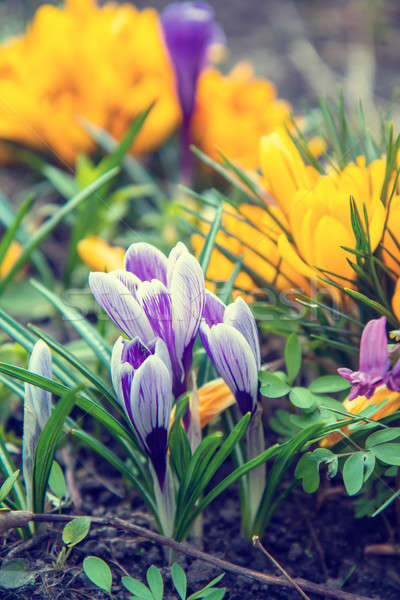  flowers crocuses on bokeh background in sunny spring forest und Stock photo © artsvitlyna