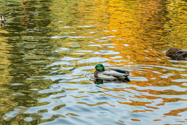  Drake swimming in the city park lake Stock photo © artsvitlyna