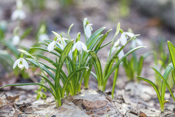 [[stock_photo]]: Sunrise · coucher · du · soleil · lumière · blanche · tendre · printemps