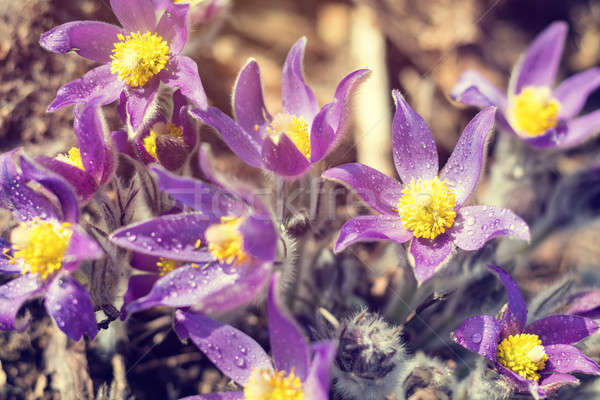 Prairie crocus, cutleaf anemone Stock photo © artsvitlyna