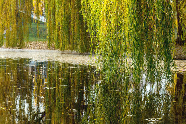 Stock photo: Beautiful pond with trees reflection in the water in the city pa