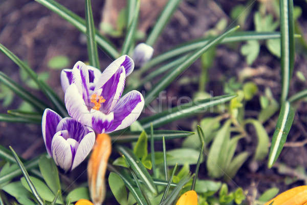 Piękna wiosną fioletowy biały żółte kwiaty bokeh Zdjęcia stock © artsvitlyna
