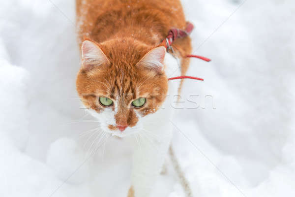 Cięcia kot gry biały śniegu powierzchnia Zdjęcia stock © artsvitlyna