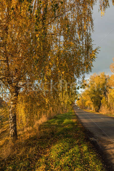 Stock photo: Autumn road along winter wheat fields