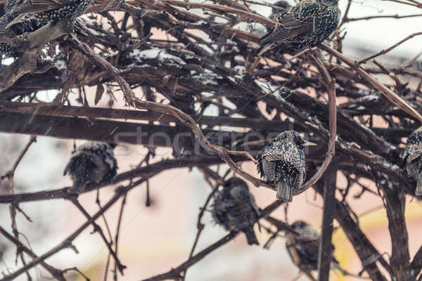 Stock photo: Many common european starling birds on grape vine while snowfall